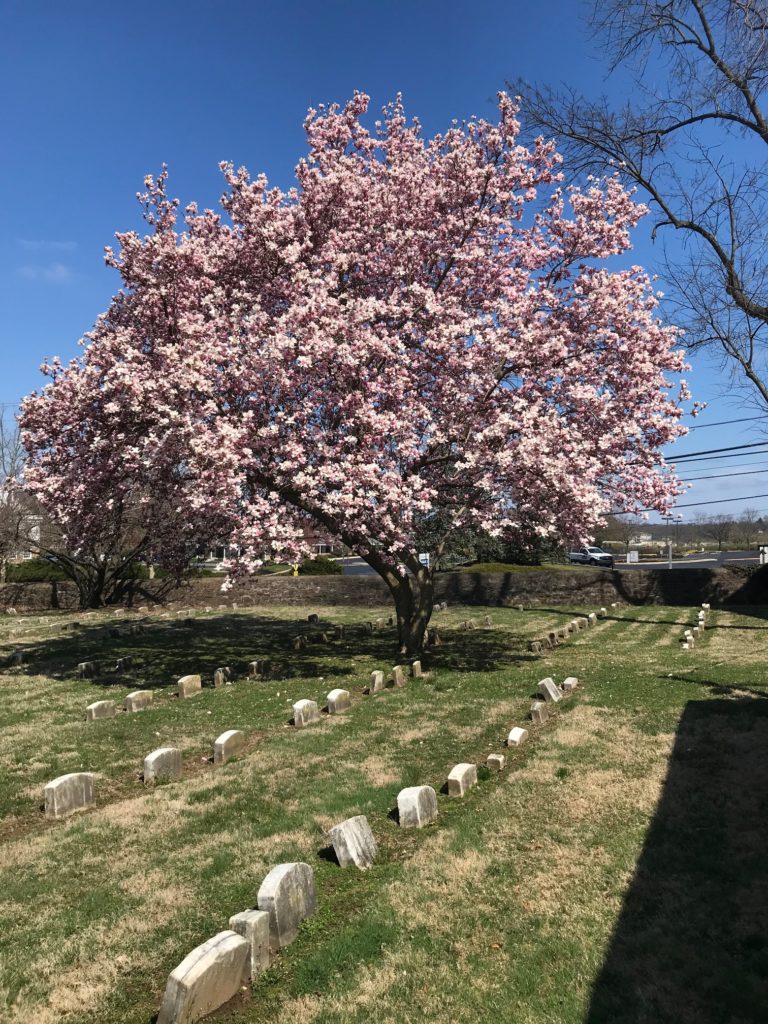 CemeteryColorwithBloomingTree