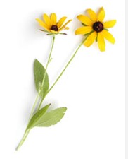 Blackeye susan