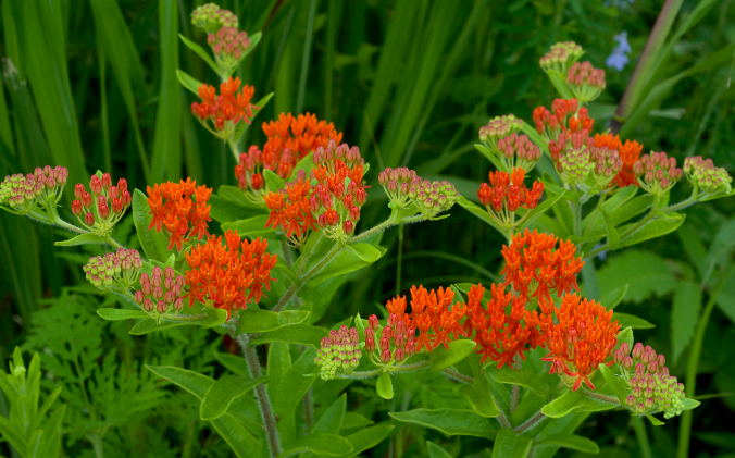 Butterfly milkweed